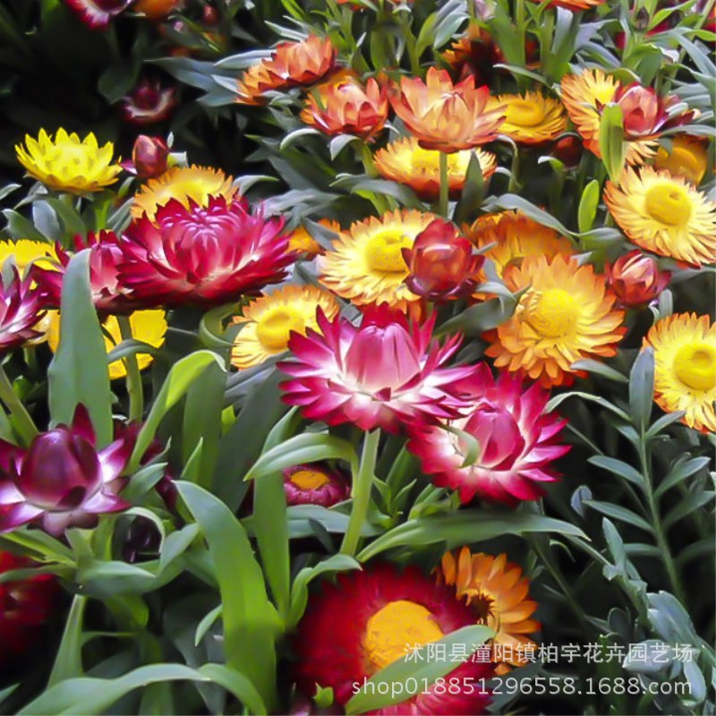 日光菊种子多年生草本花卉麦秆菊蜡菊种子菊花阳台盆栽四季易播种