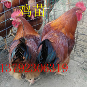 哪里有九斤红鸡苗卖