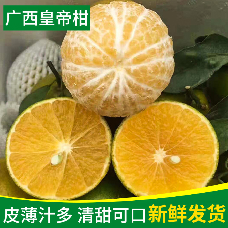 广西皇帝柑一件代发 果园水果现摘现发 新鲜柑橘五斤包邮