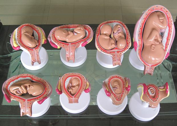 妊娠胚胎发育过程模型SKY/A335A人体解剖系统教学模型胎儿模型