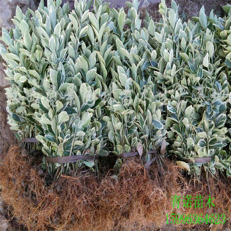 База прямых продаж озеленение проекта саженцев Пномпень Холли саженцы Пномпень Холли мяч спецификации завершить большое количество скидка