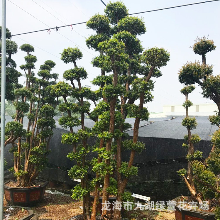 ���׮ ��ͼ