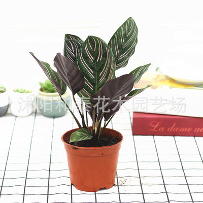 indoor Green plant Potted plant Peacock arrowroot Double arrowroot Botany Potted plant Evergreen purify atmosphere Green plant