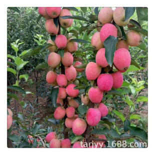 ɽ��̨�O����ľ���� �t��ʿ�O������ �������O������r��