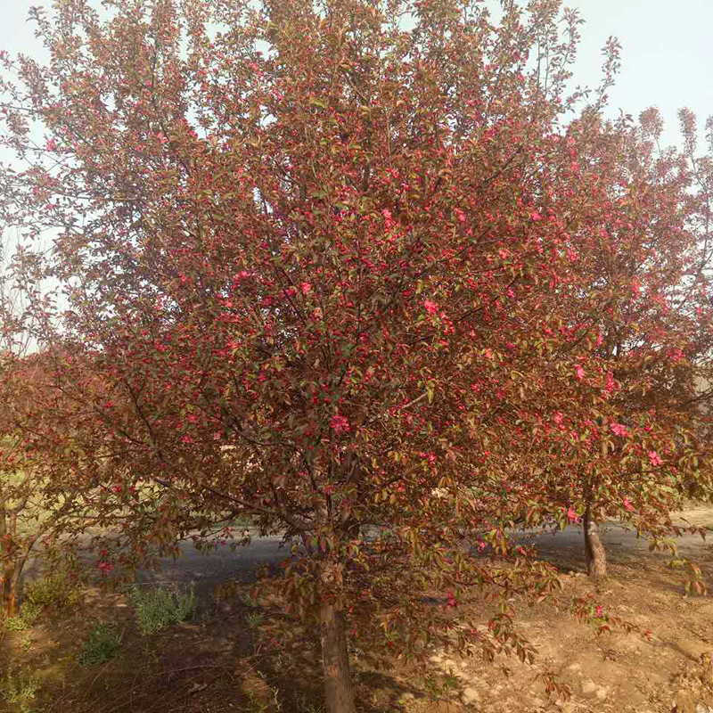 绚丽海棠 (2).jpg