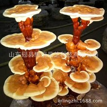 ɽ�|�ڿh�����`֥���l�`֥�辰���� �辰�`֥���� �^�p�`֥���N��