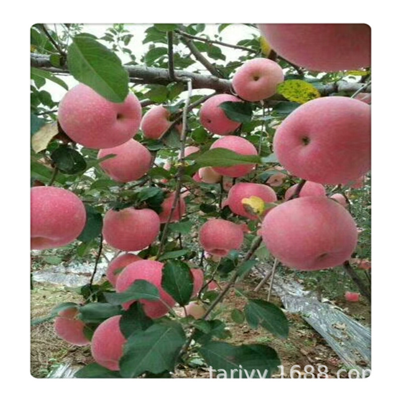 山东苹果苗 基地直销 品种优良美八苹果树苗培育短枝根系发达
