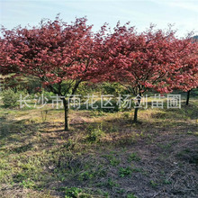 紅楓樹苗 規格4cm5cm6cm7cm日本紅楓 中國紅楓價格批發