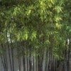 Thunder bamboo seedlings wholesale specifications are full of thunder bamboo sources.