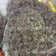 【仙人草】_仙人草品牌/图片/价格_仙人草批发_阿里巴巴