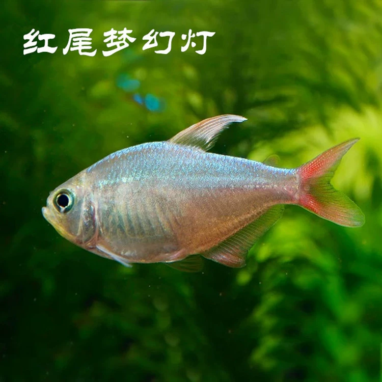 Тропические декоративные рыбы оптом Красный хвост Фэнтези огни Колумбийские рыбы Рой рыбы Live Package