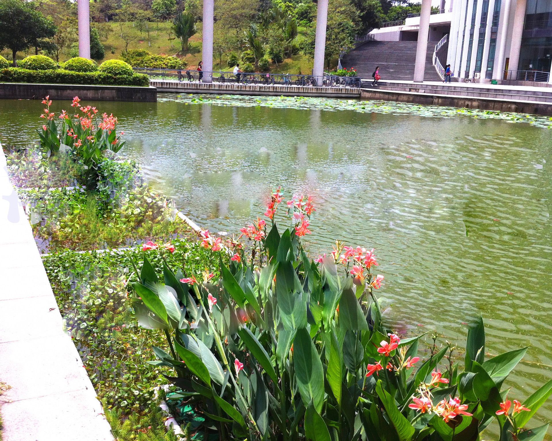 广佛城市河道生态整治 浮床工程,湖泊水体修复,水生态环境改善|ms