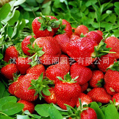 基地批发草莓苗红颜草莓 章姬草莓 甜宝牛奶草莓四季结果成活率高|ms