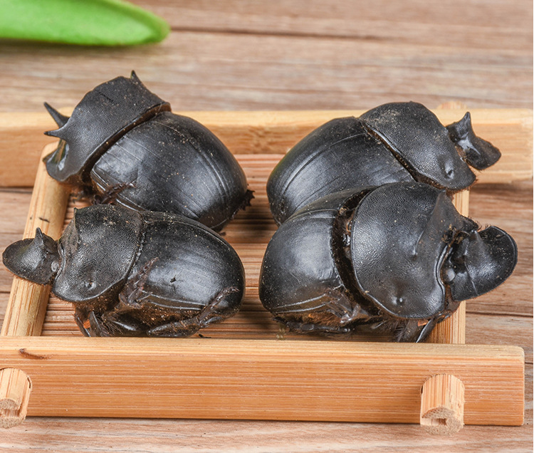 Da Jiang Jun (Catharsius molossus) — Dried Dung Beetle Insect Herb, Yunnan Origin, 500g Bulk quality and texture