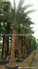 基地直销 银海枣 中东海枣 加拿利海枣 大王椰 厂区 乡村别墅绿化
