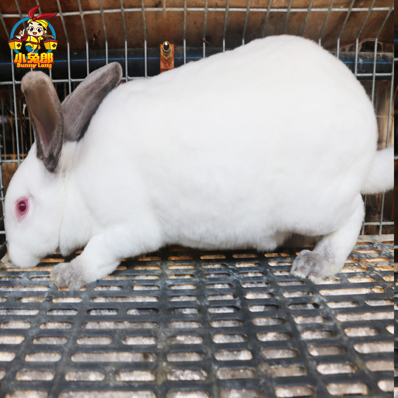 徐州獺兔養殖廠出售法系獺兔種兔  肉兔種兔