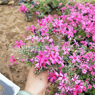 �����������������Ի������l����t���绨�ܽ�ɽ���Ļ�