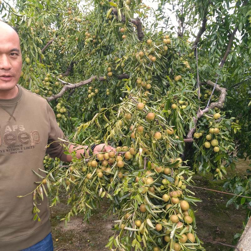 冬枣树苗基地拐枣苗绿植现挖苗可地栽盆栽酸枣沾化苗木小院-阿里巴巴
