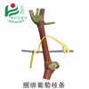 Civil and military packaging Galvanized Wire Plastic bag gardens grape Ligature Chinese rose Branch Ligation