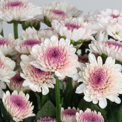 Wholesale flowers Kunming flower Base Chrysanthemum Daisy Mushroom General situation Ping Pong Aviation