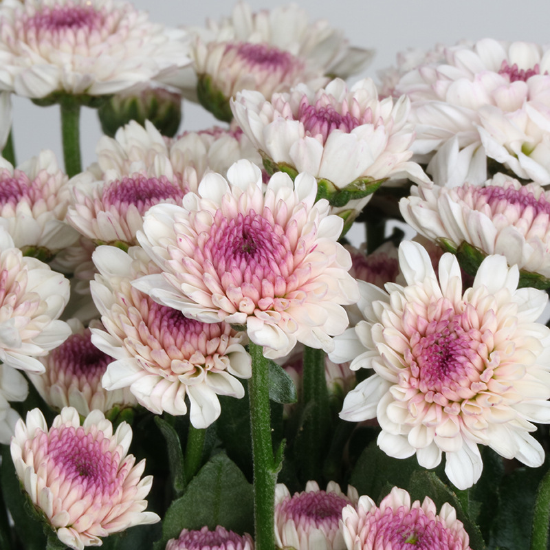 Wholesale flowers Kunming flower Base Chrysanthemum Daisy Mushroom General situation Ping Pong Aviation