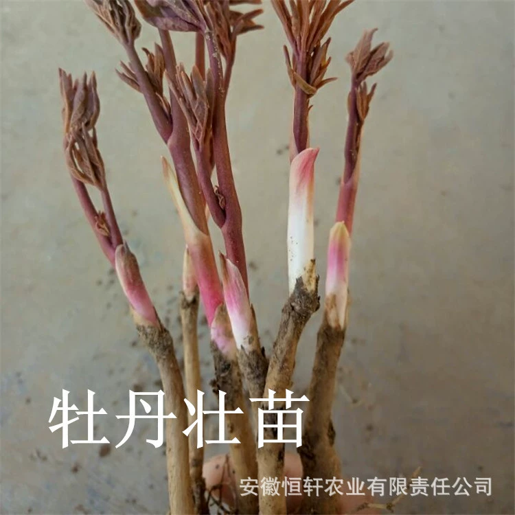 Оптовая продажа, масло для рассады пиона, разведение семян пиона, технология посадки рассады пиона