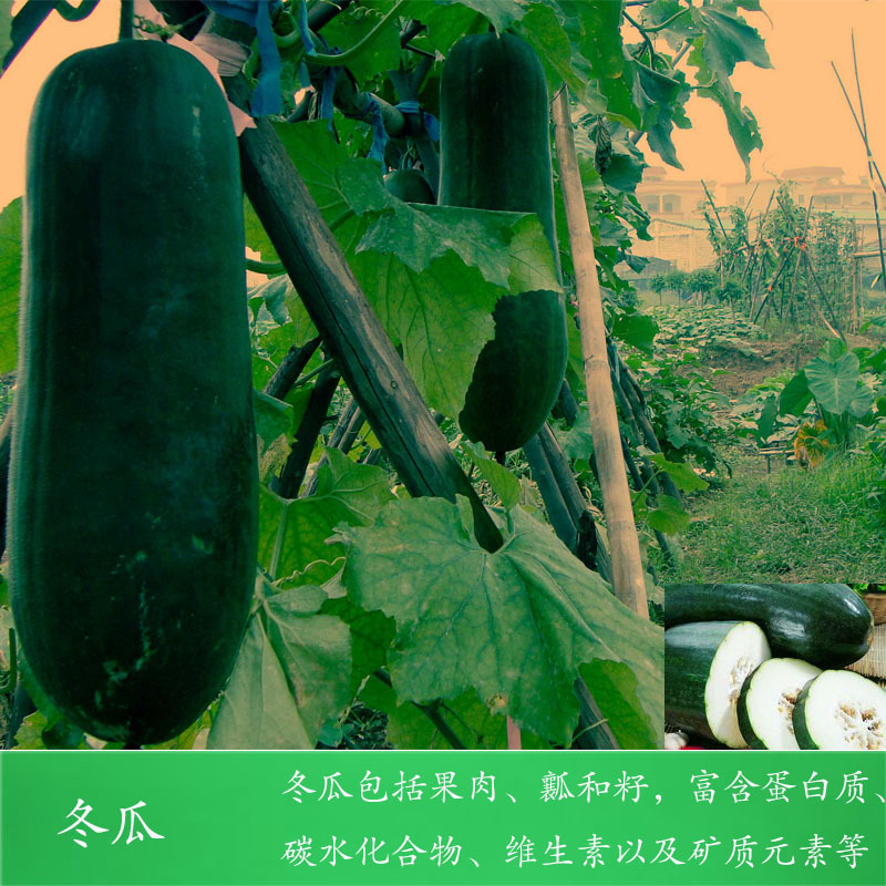 冬瓜1.jpg