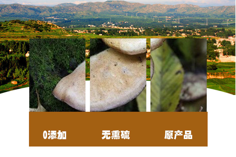 White Lingzhi (Ganoderma lucidum) — Dried Reishi Mushroom from Changbai Mountain, 500g quality and texture