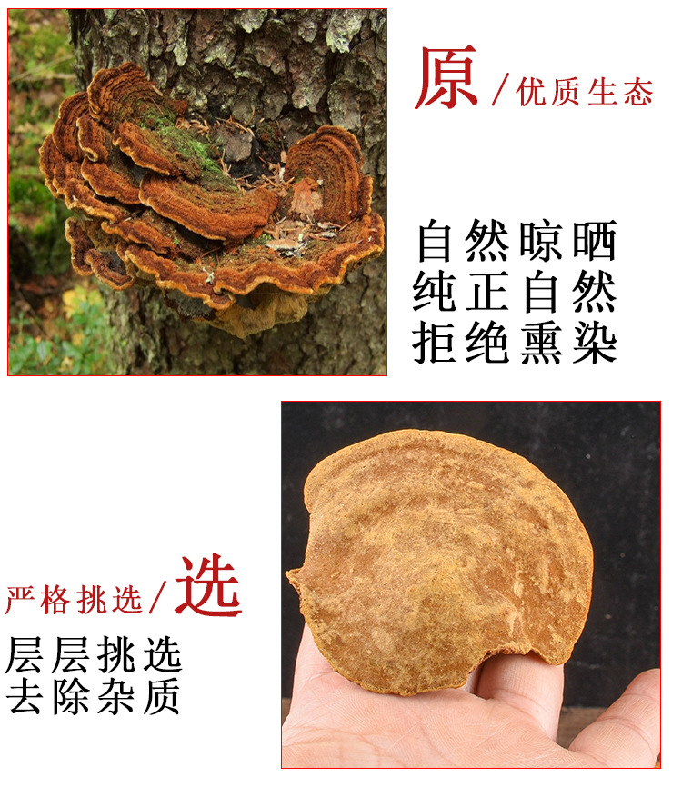 Sang Huang (Sanghuangporus sanghuang) — Wild Northeast Mulberry Yellow Fungus, Food-Herb Mushroom for Cooking specifications