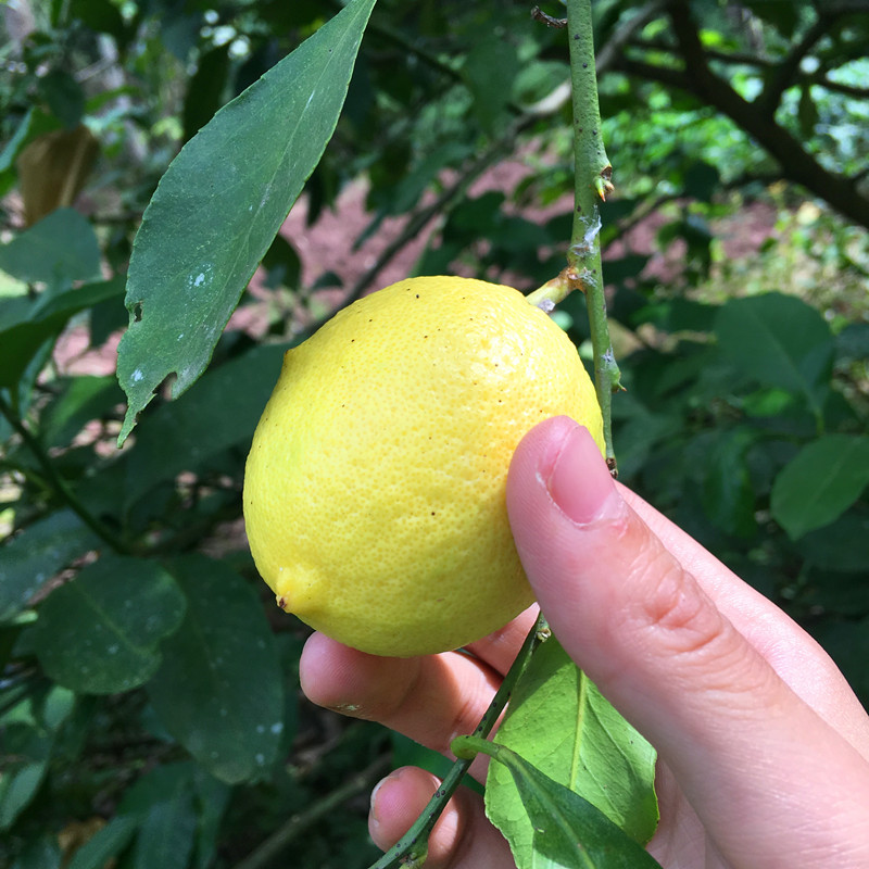 新鲜安岳一二级黄柠檬 尤力克 10个装 单果约60g 一件代发|ru