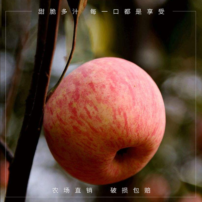 Orchard Straight hair fresh fruit Rock sugar Shanxi Red Fuji Apple 9.5 Catty Hardcover
