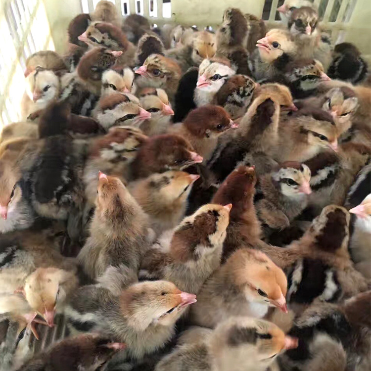 Cannabis vaccine Chicken seedling Guangzhou Chicks wholesale direct deal 70 Day 4.8 Jin