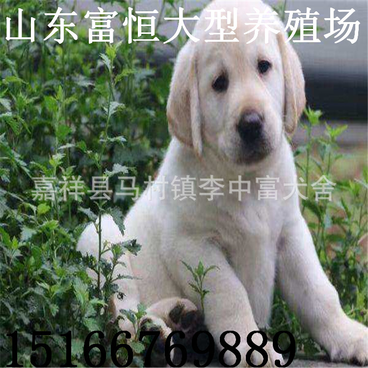 拉布拉多纯种活体 出售纯种拉布拉多幼犬价格优惠