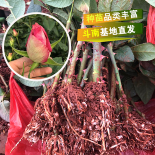 Yunnan Fenghua Rose Rose Rose Rose Rose Blower Pink Розовая красная граница обнаженная рассады