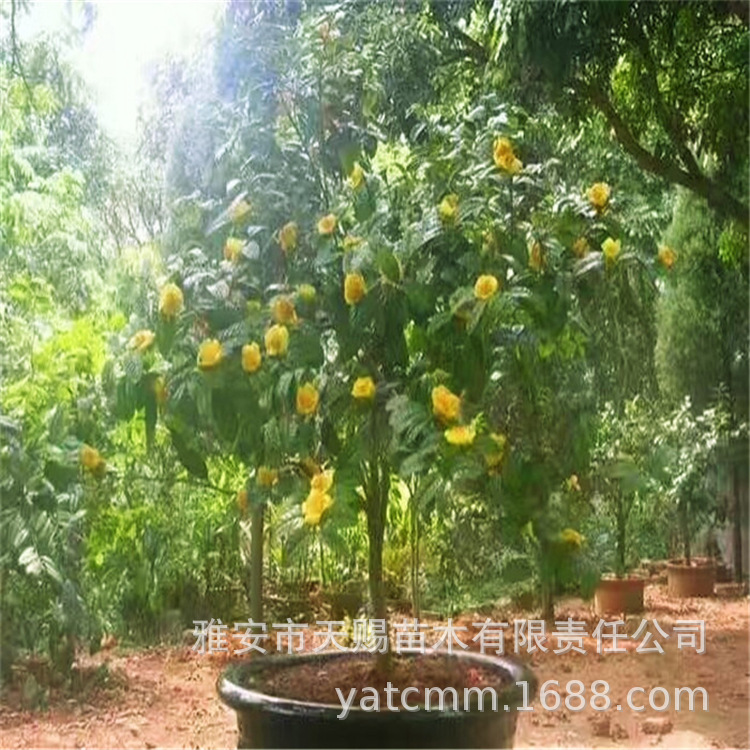 园林工程下山树盆栽金花茶树苗 别墅庭院花坛风景绿化树金花茶苗