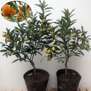 ������Ի��� С���٘��辰 �ļ���Ƥ���ͥԺ�̨���Թ��l؛����