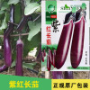 Eggplant Seed Eggplant Purple Red Eggplant Vegetable Vegetable Vegetables wholesale vegetable seeds and vegetable seeds