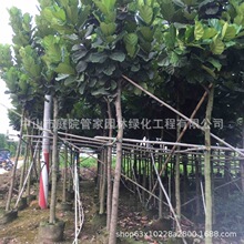 ����ֱ�N ���~�� �L�~�� ���~�� ���~��Ƥ�� ���� �G����ľ��r