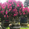 Zhejiang 100 -day Red American Red Rockets Lagerstroemia Pile wholesale Lagerstroemia Pile Scenic Lagerstroemia Pile Pile Lagerstroemia Bonsai