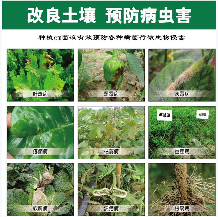 种植EM益生菌种植各类蔬菜