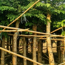 基地直销 吊瓜树 印度紫檀 海南黄花梨 厂区 乡村 庭院绿化报价