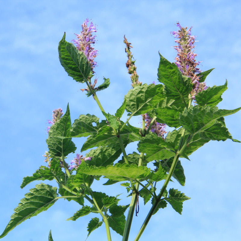 藿香种子 霍香正气香草种孑土藿香山茴香青茎薄荷籽农家蔬菜种子-阿里巴巴