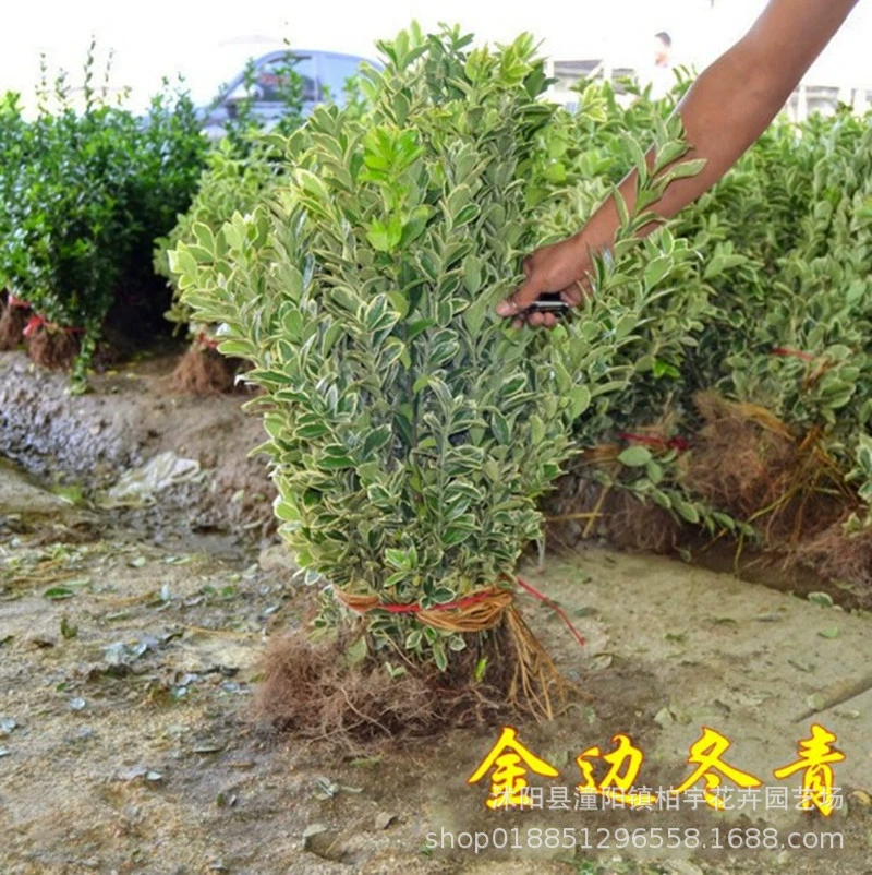 Пномпень Populus Рассада Пномпень Холли Саженцы Большой Холли Саженцы Двор Четыре сезона Вечнозеленые Саженцы Забор Растения