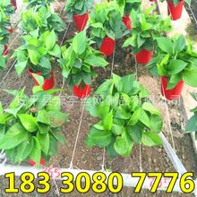 �@�ֹ�ˇ����䓾� ���Ҵ��￹�ϻ��ߏ�����Ļ�� ���������䓾�