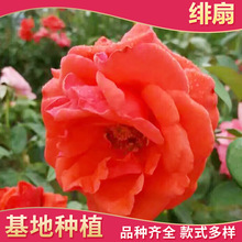 绯扇大花月季 绯扇大花月季批发 促销价格 产地货源 阿里巴巴