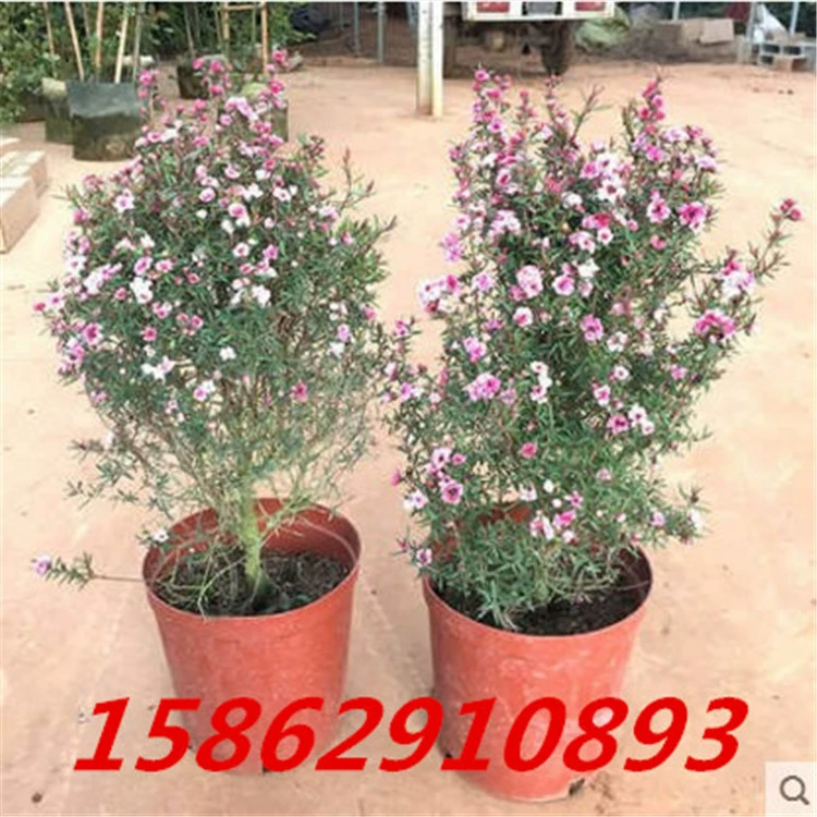 Сосна Красная слива в горшке Многоцветный Четыре сезона Зеленая посадка Австралийская Слива Сосна Снежная Слива Садовые цветы Морозостойкие Длительный период цветения