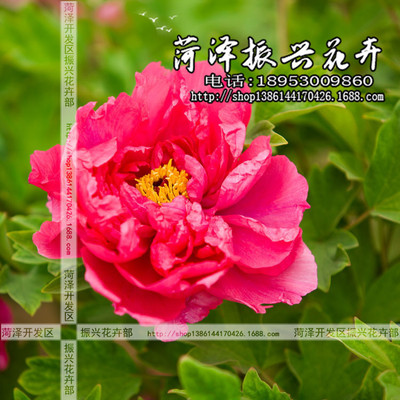 观赏牡丹花苗 大棕紫牡丹正宗重瓣花苗3年苗菏泽本地牡丹花苗