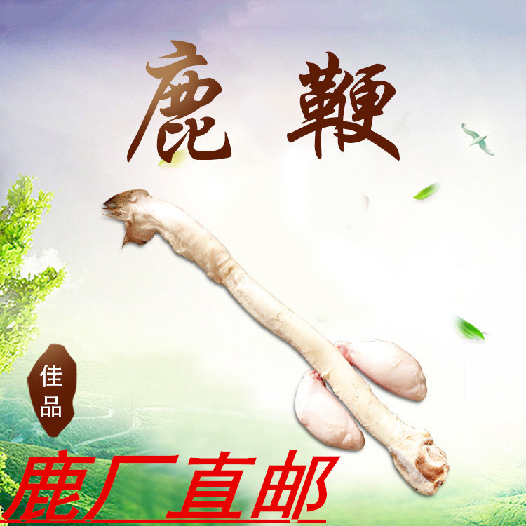 鮮鹿鞭吉林長春鹿廠鹿鞭發情期成年大鹿鞭批發