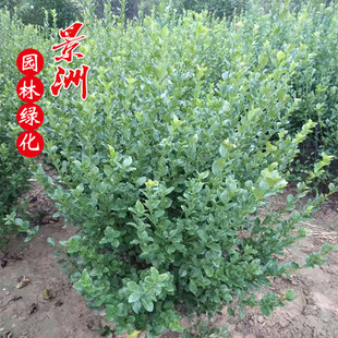 �lì �lì�� 60-1���lì��r�� �������� �G���� �lì