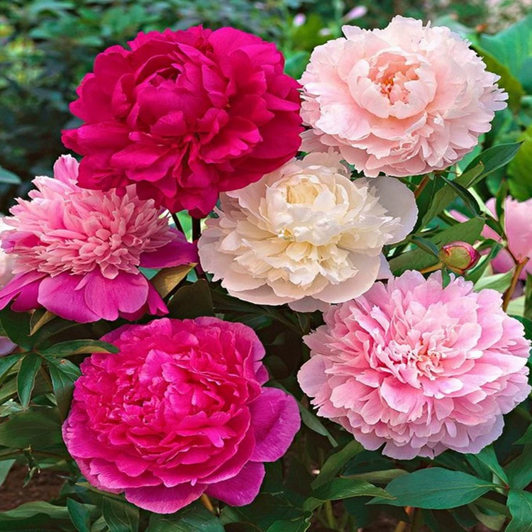 Фабрика прямых продаж цветов, цветов, семян пиона, семян пиона, полных сортов, большие партии льготного режима, наложенным расчетом